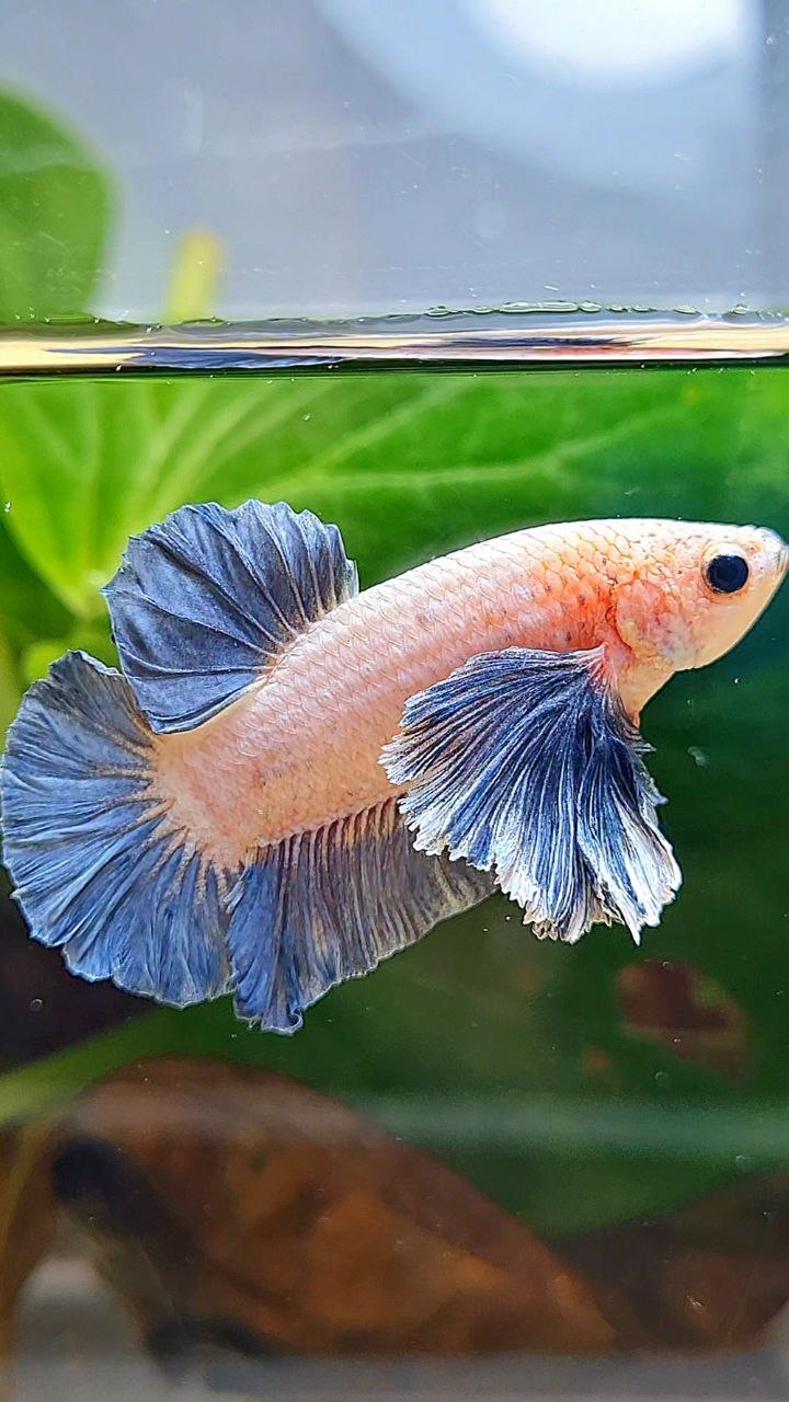 PLAKAT DUMBO EAR BLUE GRIZZLE BETTA FISH