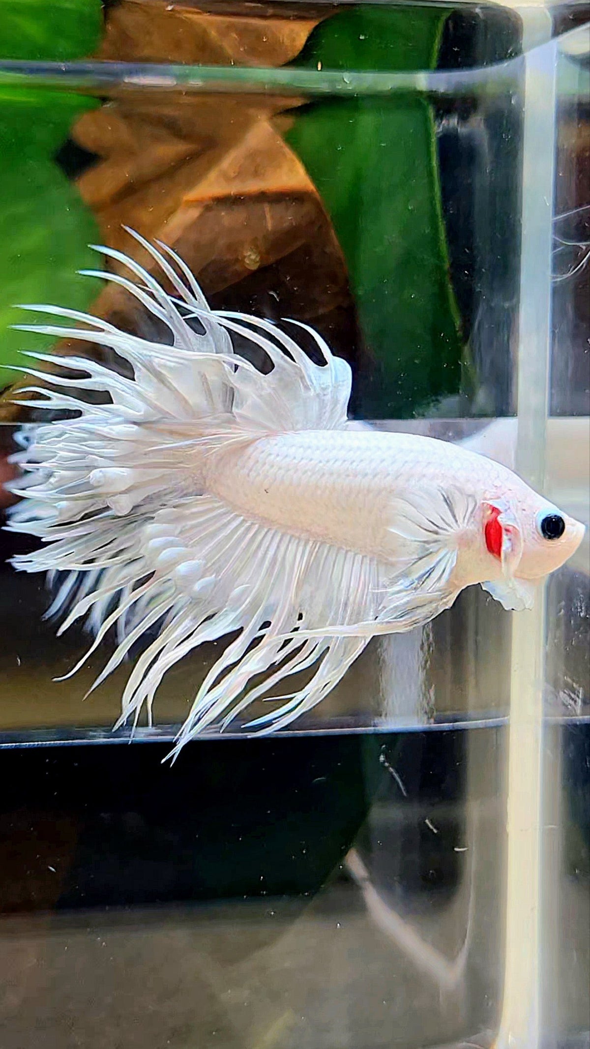 CROWNTAIL WHITE PLATINUM BETTA FISH