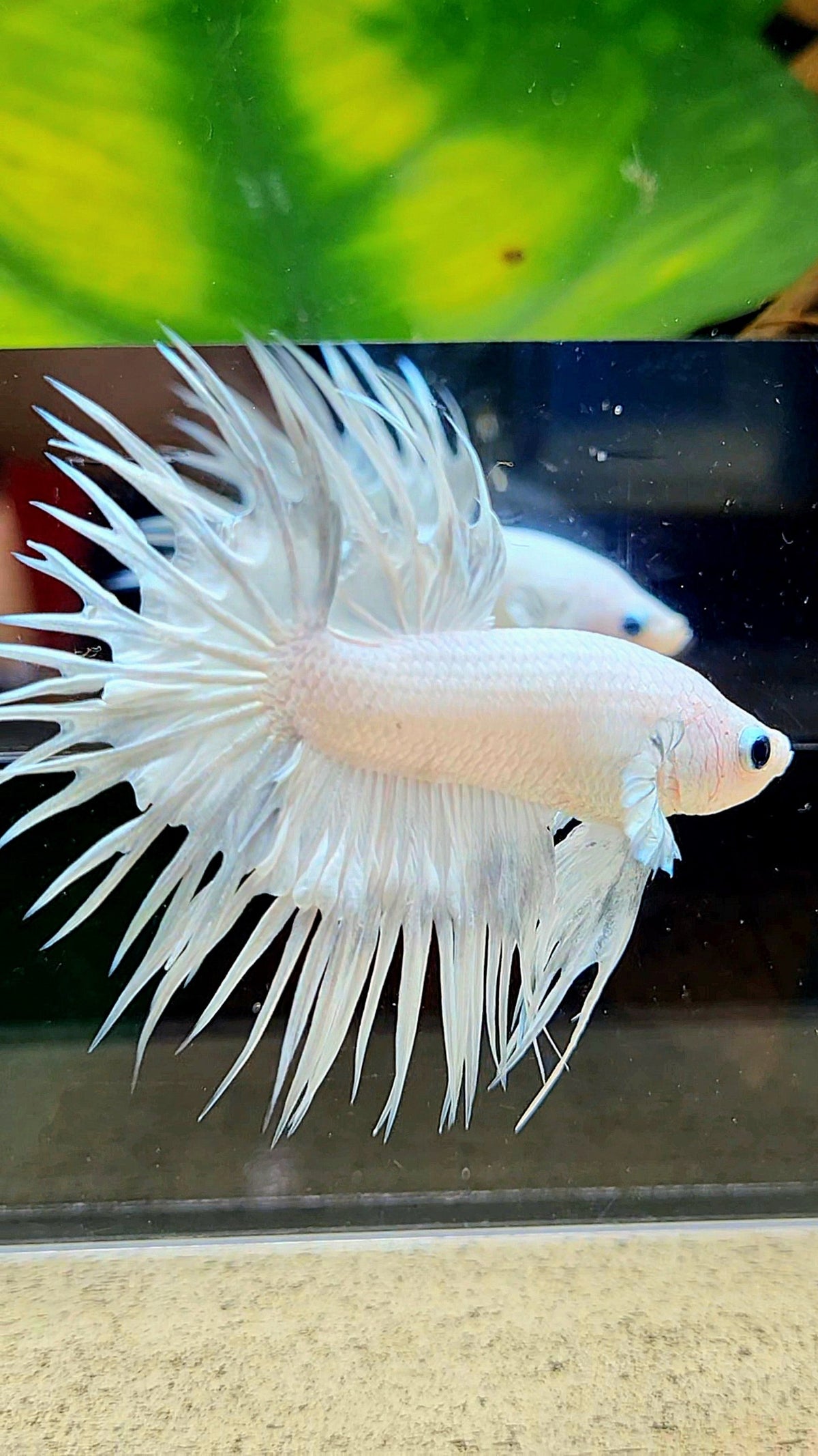 CROWNTAIL WHITE PLATINUM BETTA FISH
