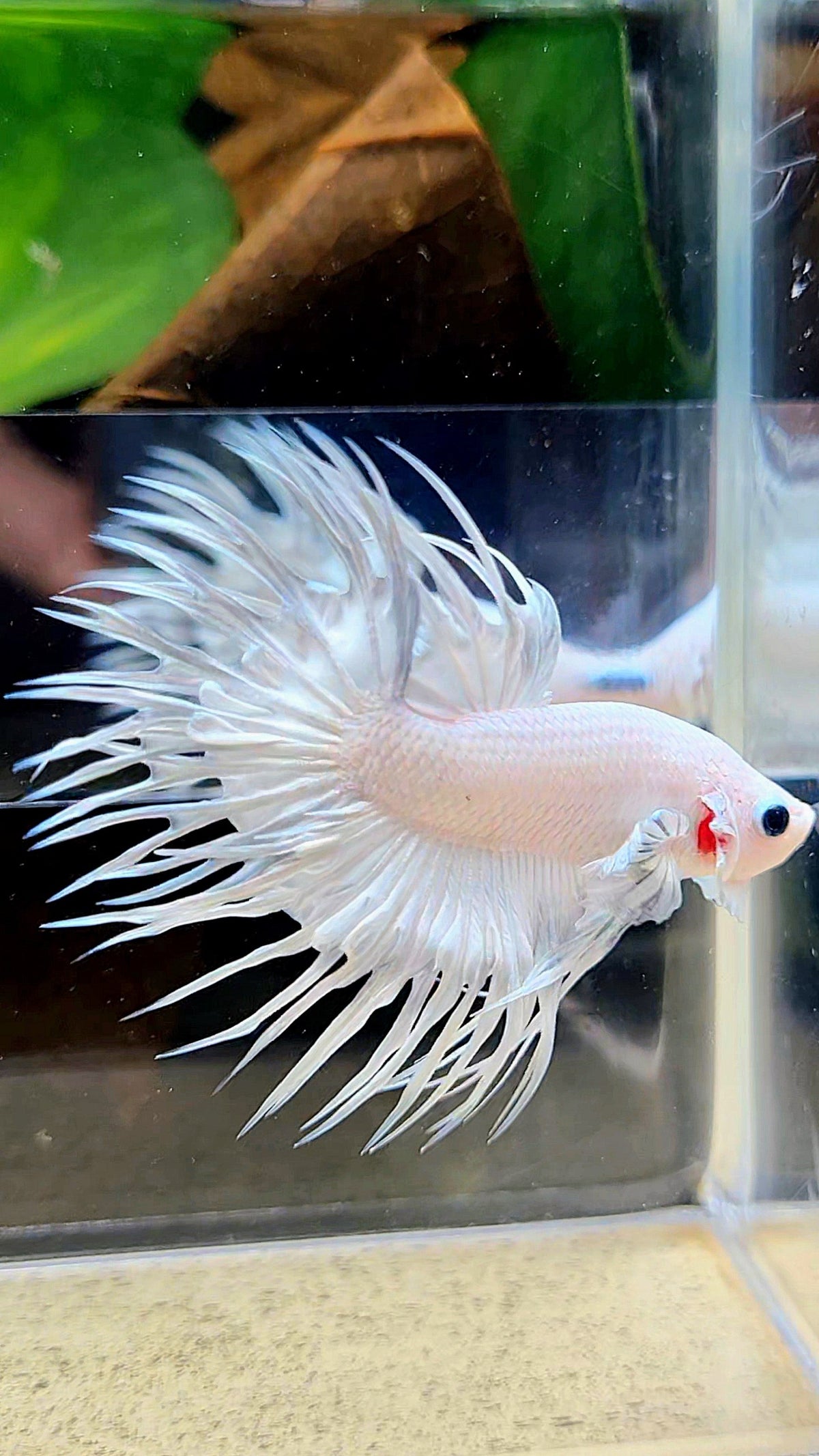 CROWNTAIL WHITE PLATINUM BETTA FISH
