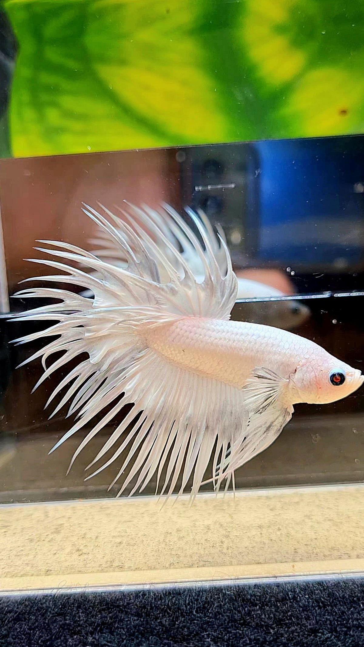 CROWNTAIL WHITE PLATINUM BETTA FISH