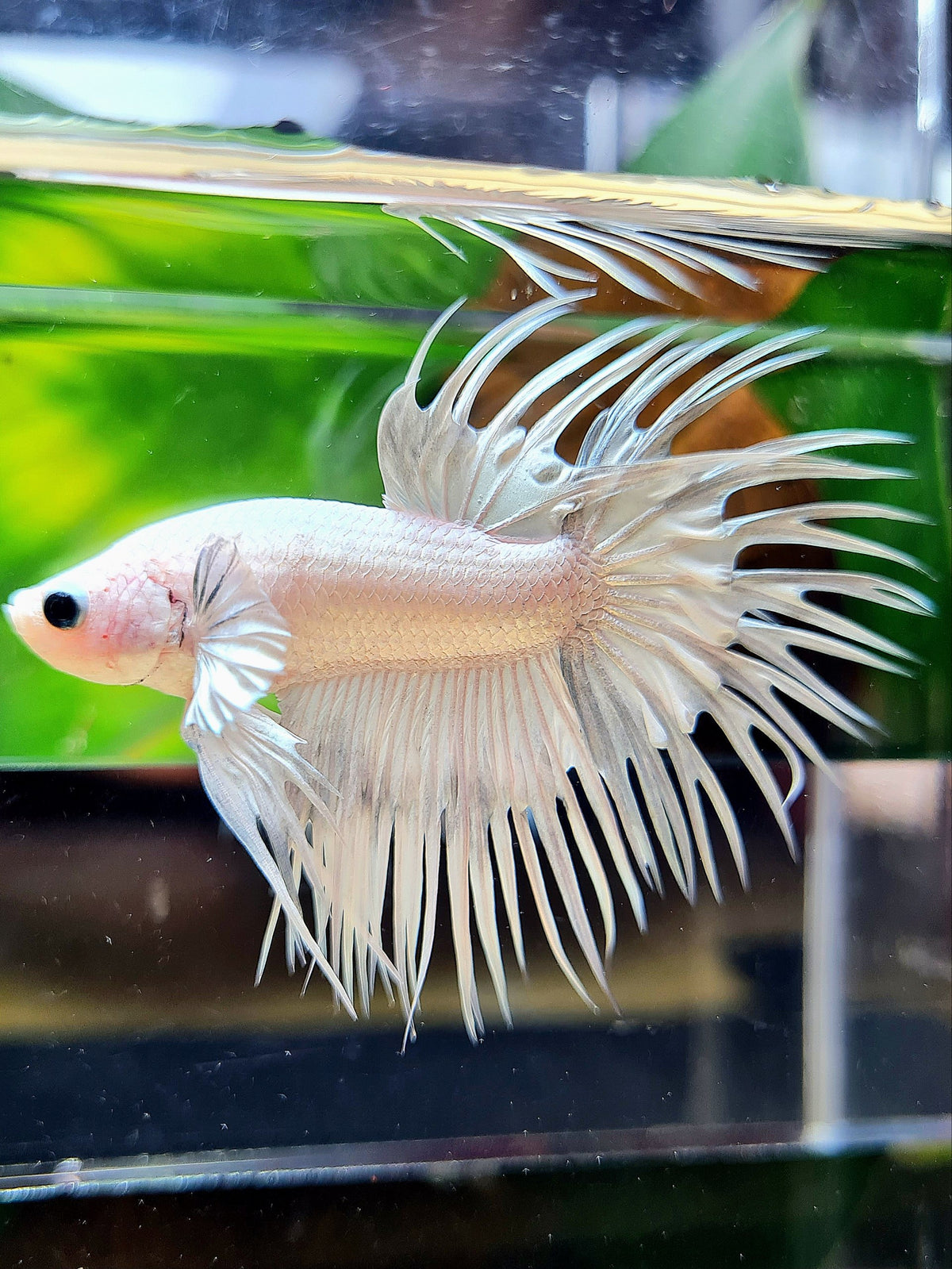 CROWNTAIL WHITE PLATINUM BETTA FISH