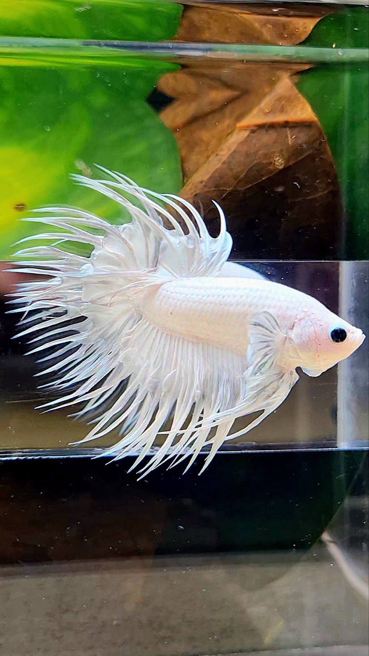 CROWNTAIL WHITE PLATINUM BETTA FISH