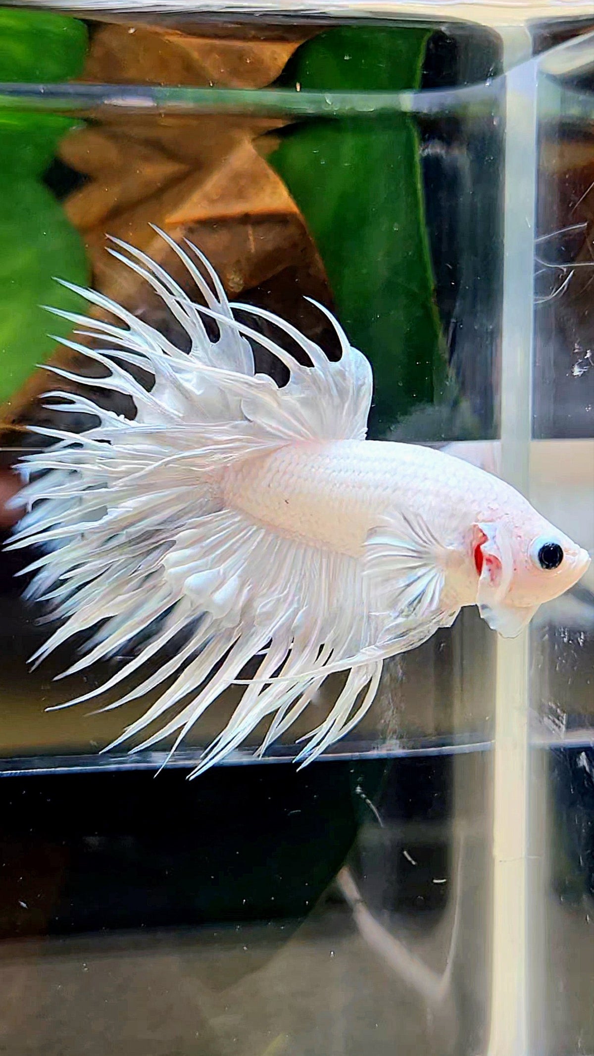 CROWNTAIL WHITE PLATINUM BETTA FISH