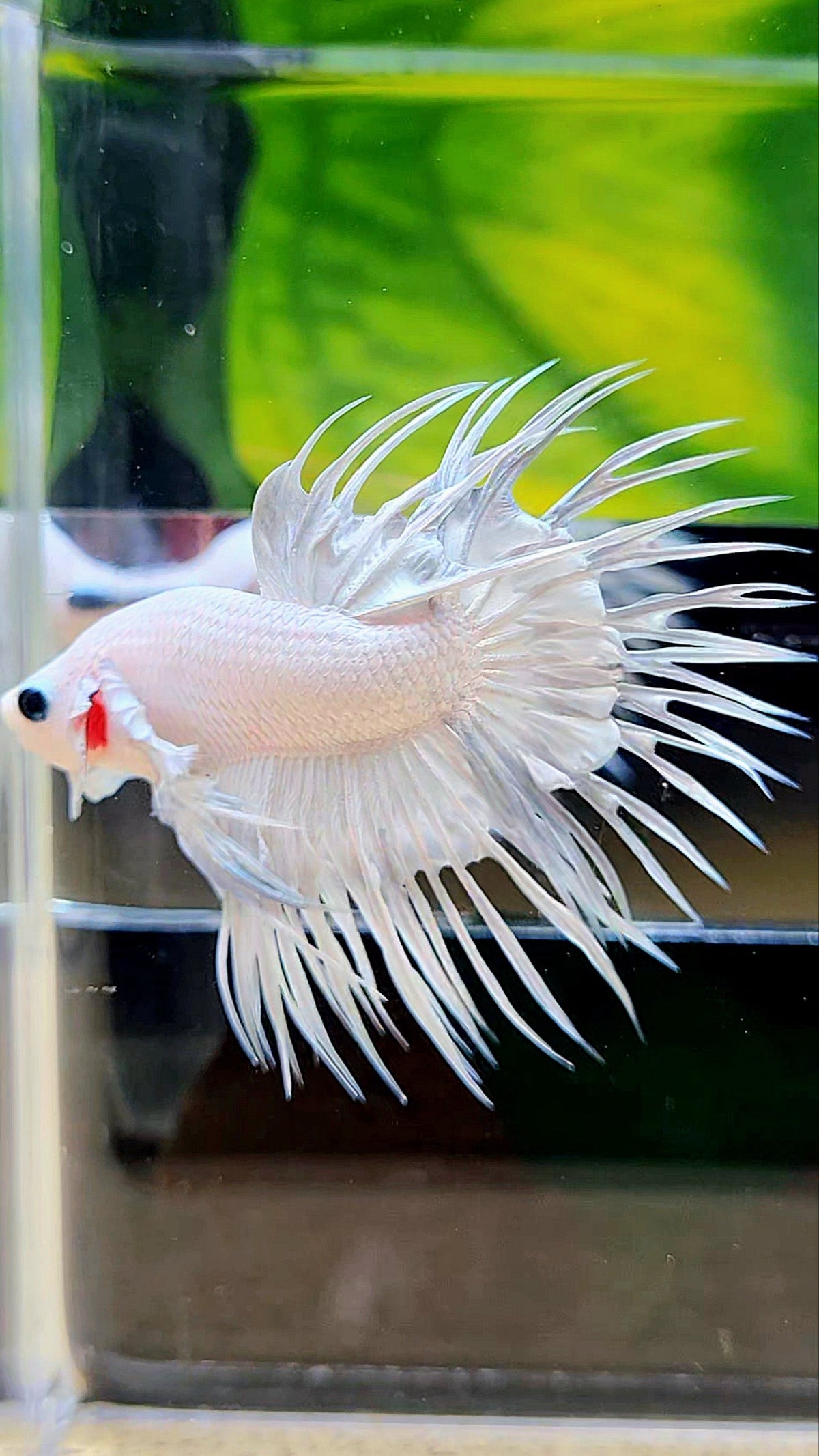 CROWNTAIL WHITE PLATINUM BETTA FISH