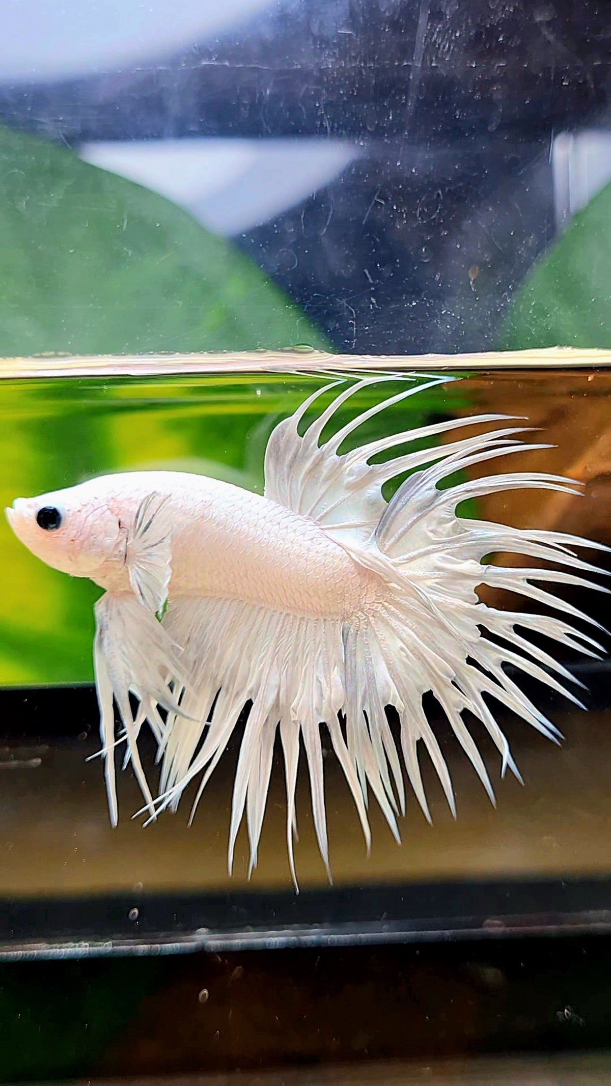 CROWNTAIL WHITE PLATINUM BETTA FISH