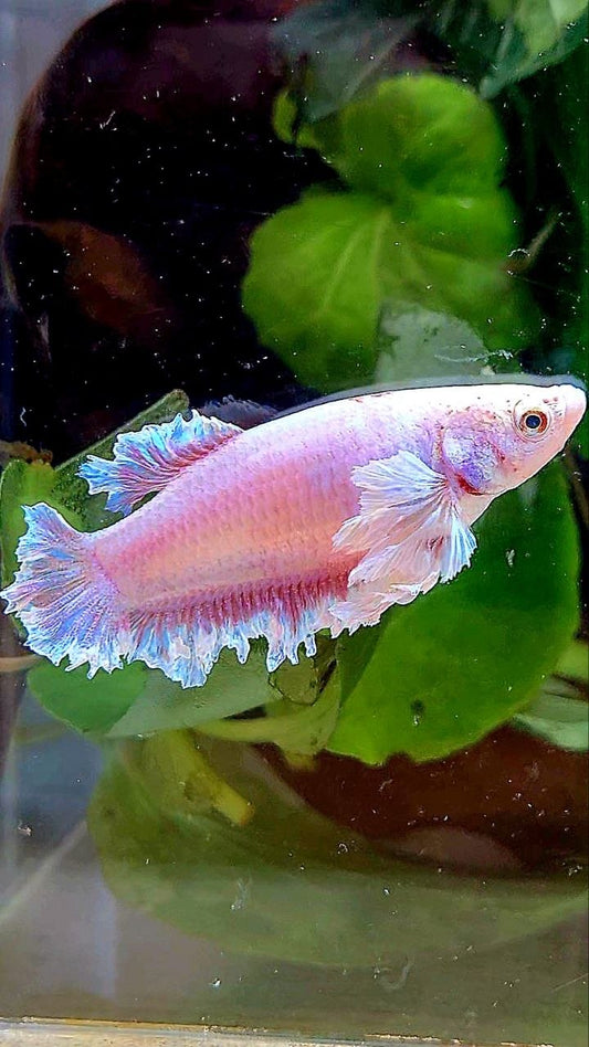 2 FISH KING FEATHER TAIL HALFMOON PURPLE BUTTERFLY & FEMALE KING FEATHER TAIL DUMBO EAR BETTA FISH