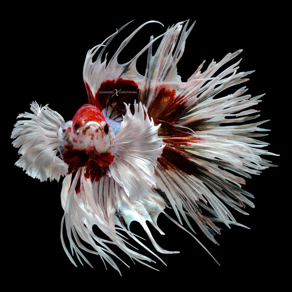 Rare Betta Fish Store