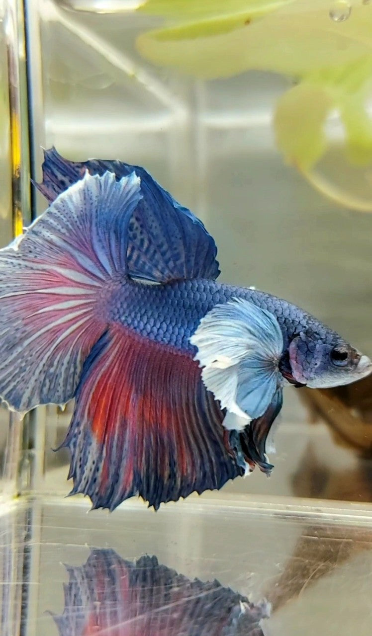 HALFMOON SUPER DUMBO EAR ROSETAIL BLUE PURPLE BETTA FISH