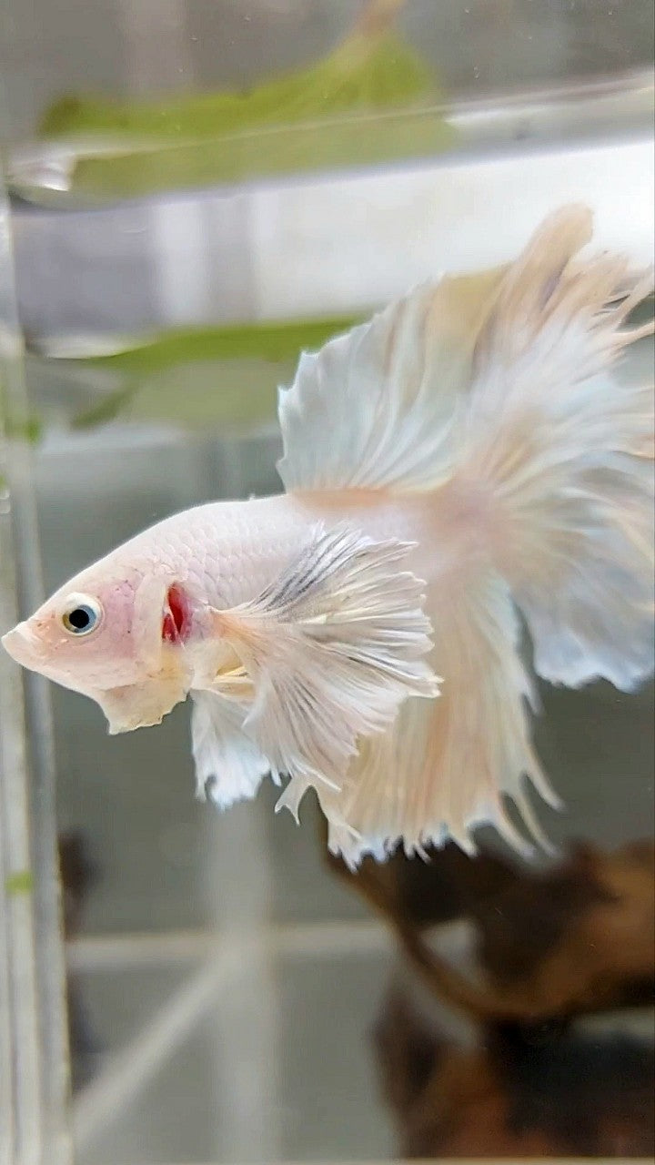 HALFMOON SUPER DUMBO EAR ROSETAIL GELBER ANANAS BETTA FISCH