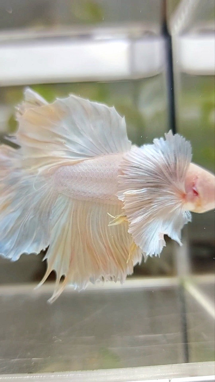 HALFMOON SUPER DUMBO EAR ROSETAIL YELLOW PINEAPPLE BETTA FISH