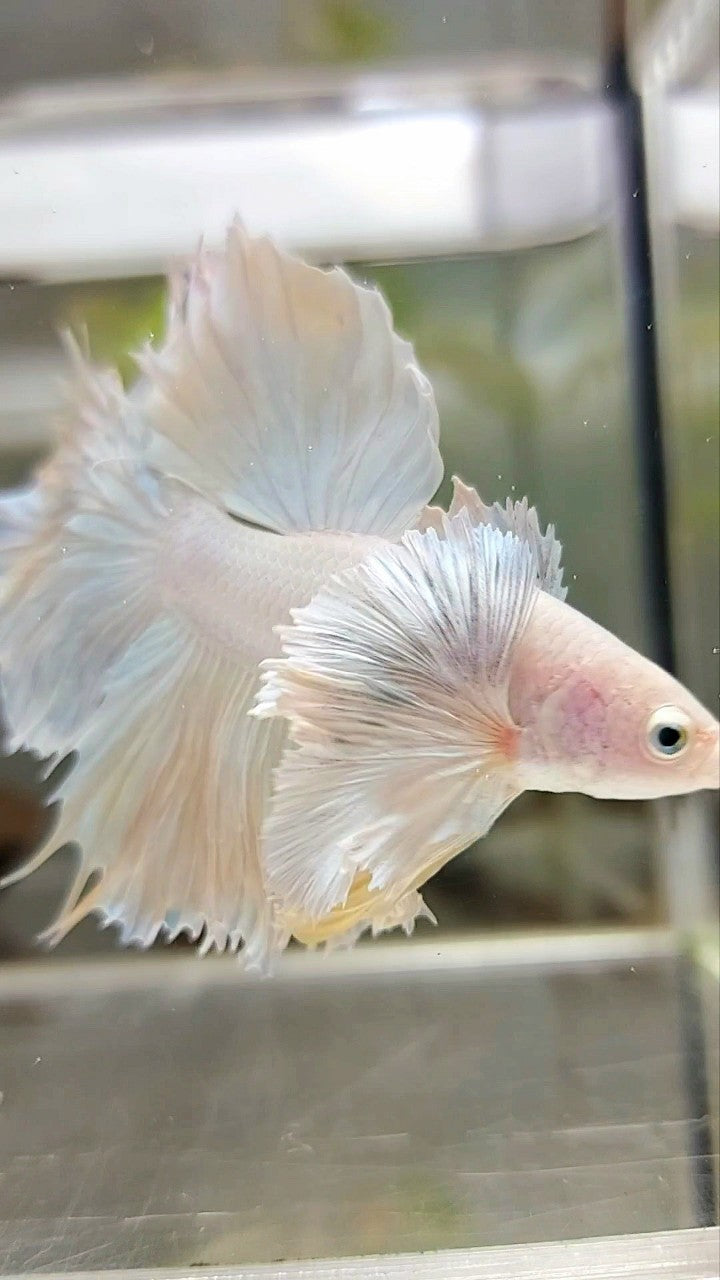 HALFMOON SUPER DUMBO EAR ROSETAIL GELBER ANANAS BETTA FISCH