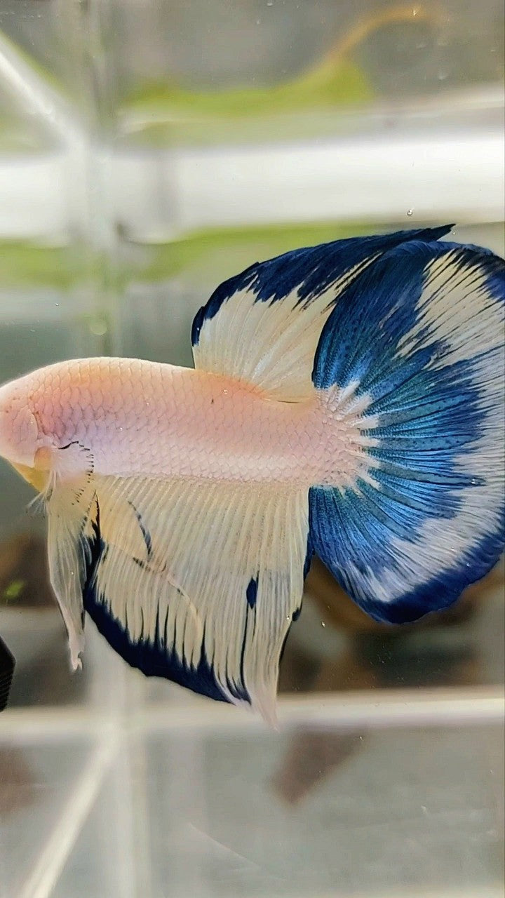 HALFMOON BLAU GELB FANCY RIM BETTA FISH