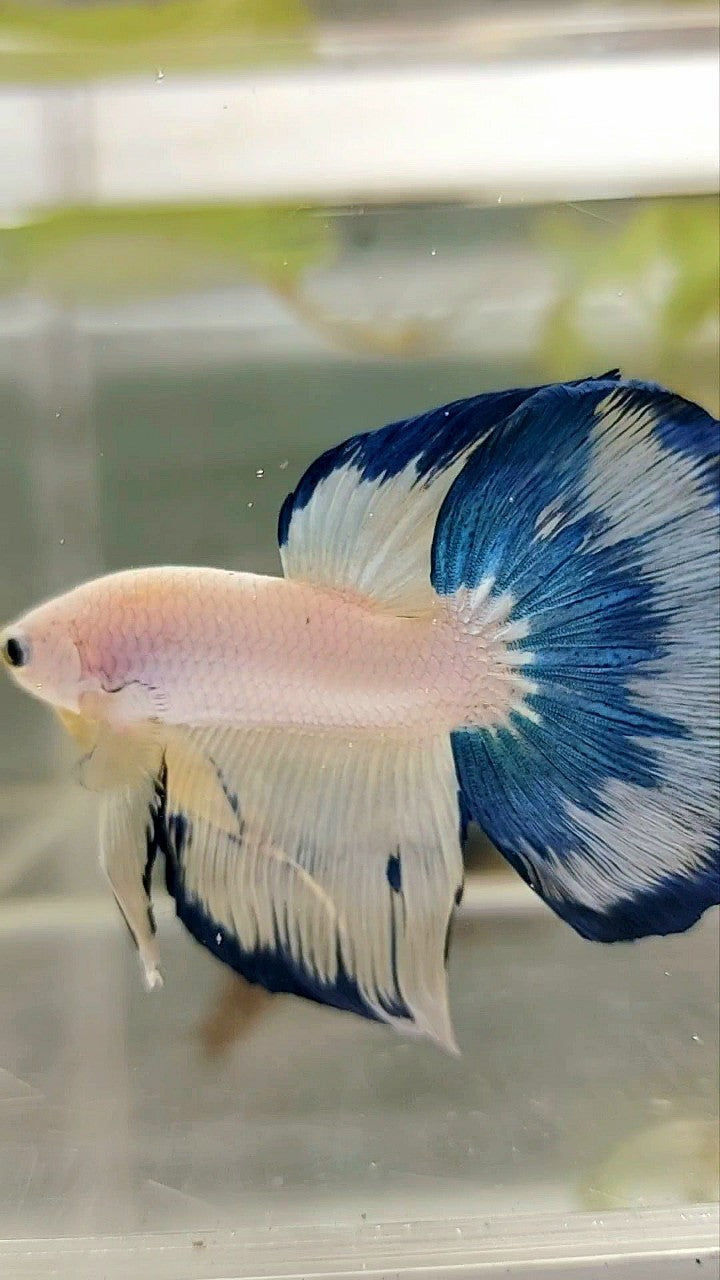 HALFMOON BLUE YELLOW FANCY RIM BETTA FISH