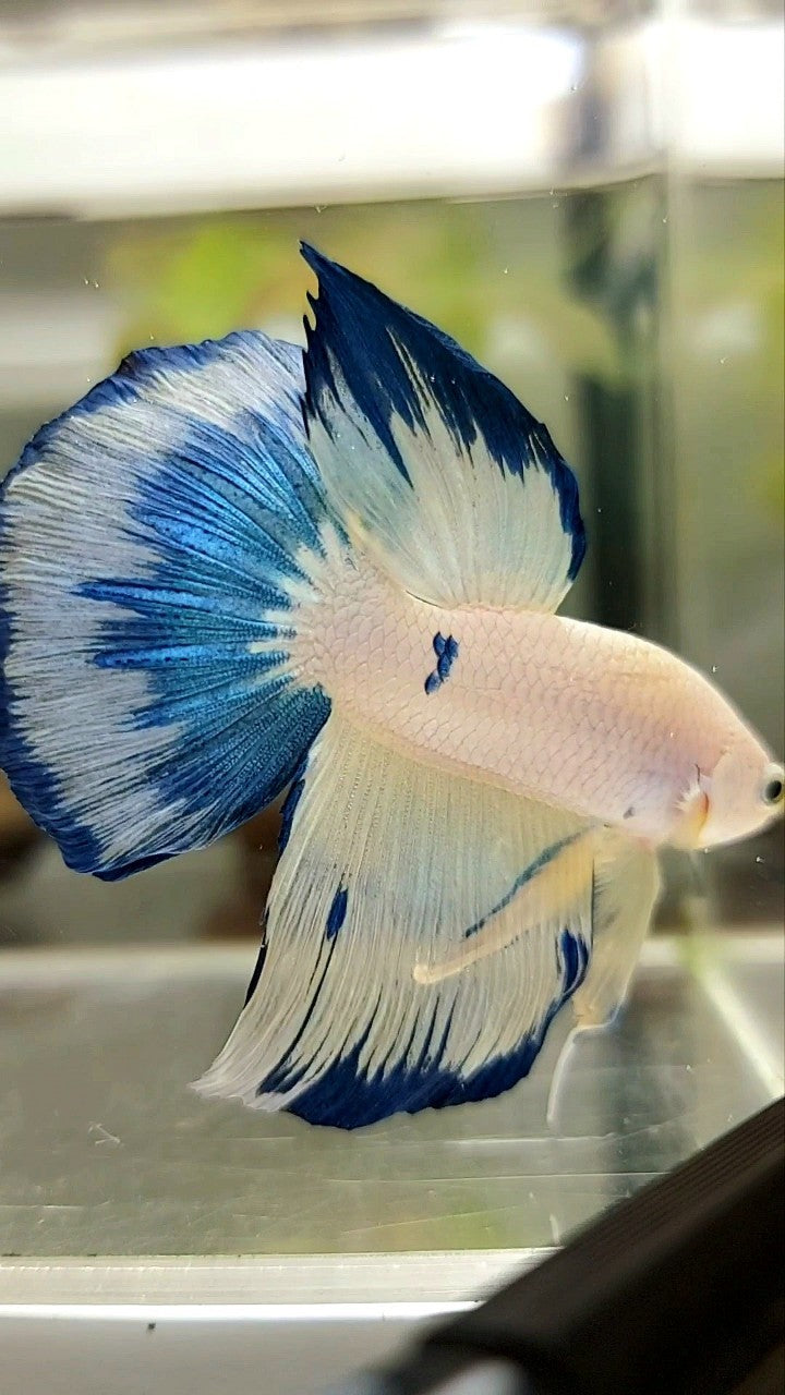 HALFMOON BLAU GELB FANCY RIM BETTA FISH