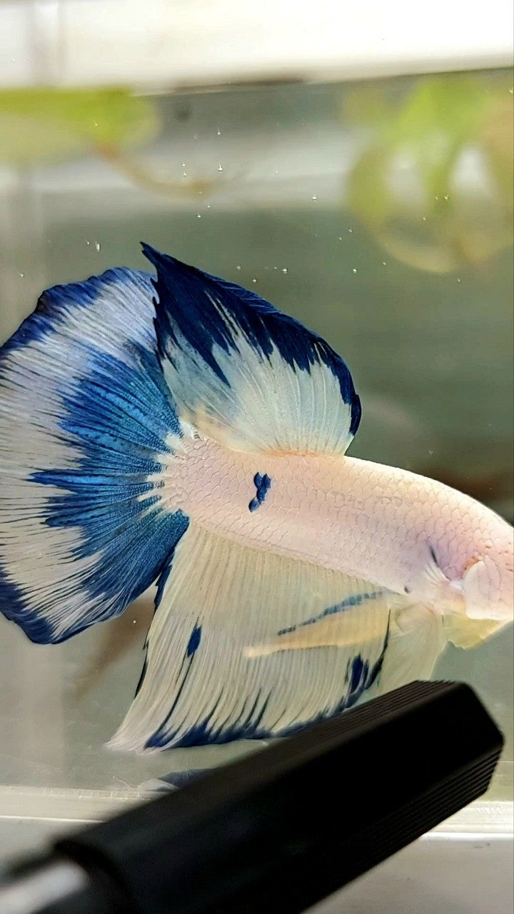 HALFMOON BLAU GELB FANCY RIM BETTA FISH