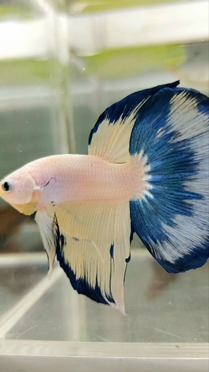 HALFMOON BLUE YELLOW FANCY RIM BETTA FISH