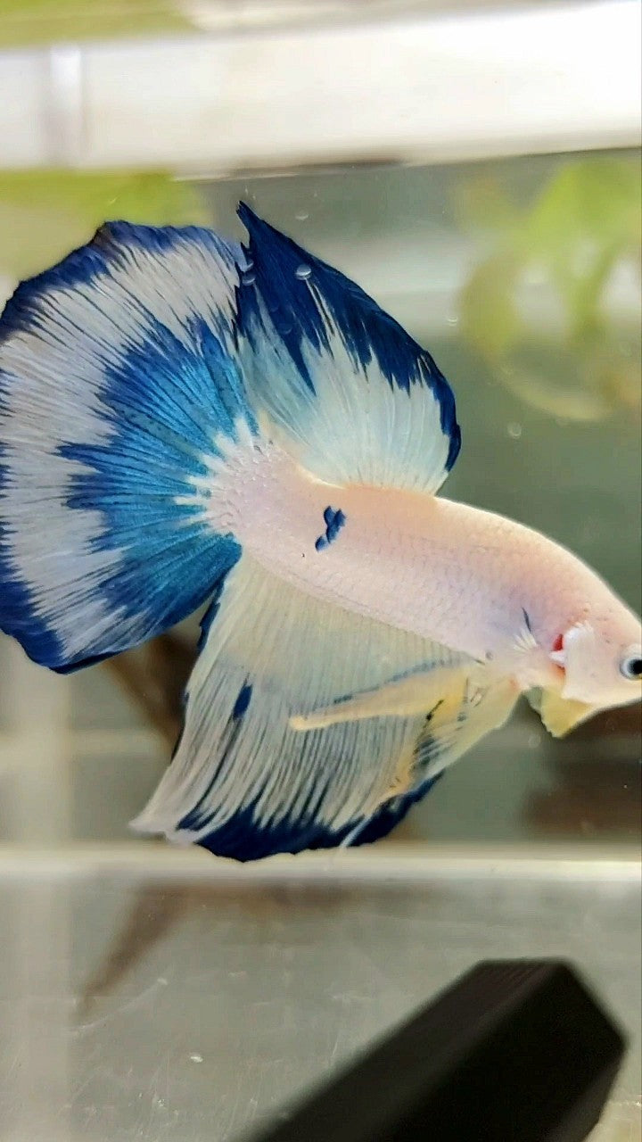 HALFMOON BLAU GELB FANCY RIM BETTA FISH