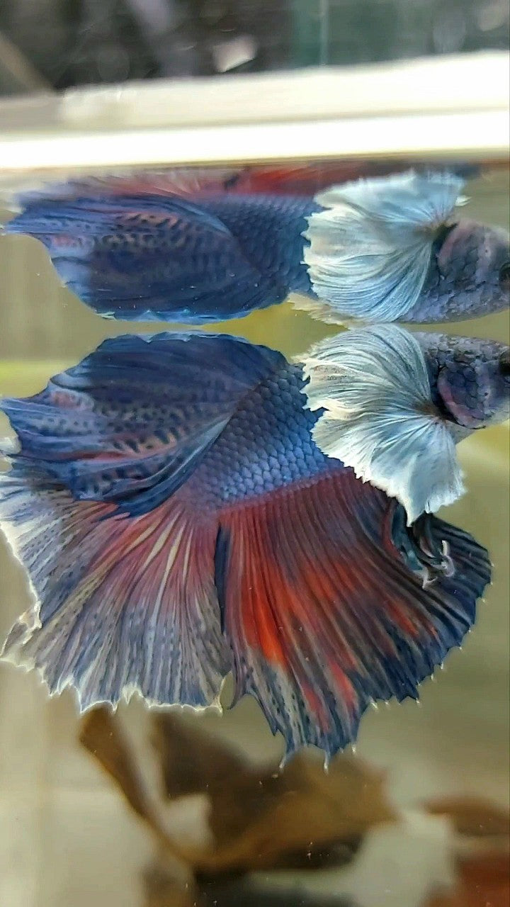 HALFMOON SUPER DUMBO EAR ROSETAIL BLUE PURPLE BETTA FISH