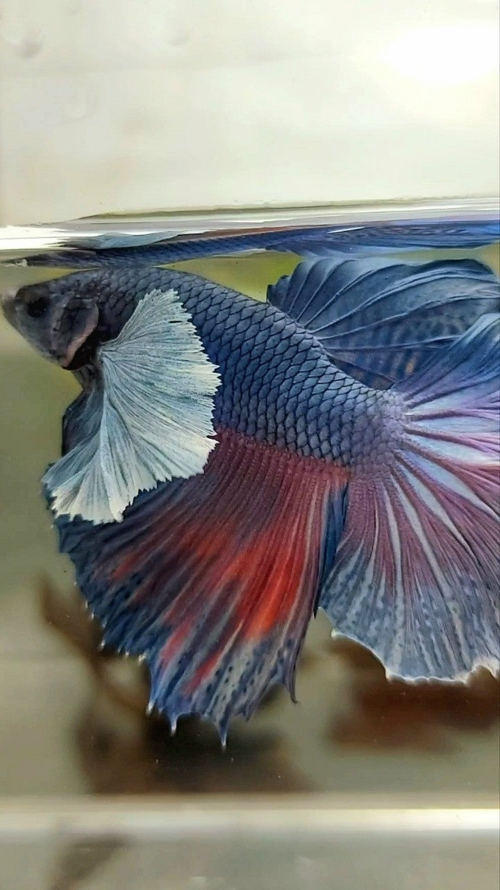 HALFMOON SUPER DUMBO EAR ROSETAIL BLUE PURPLE BETTA FISH