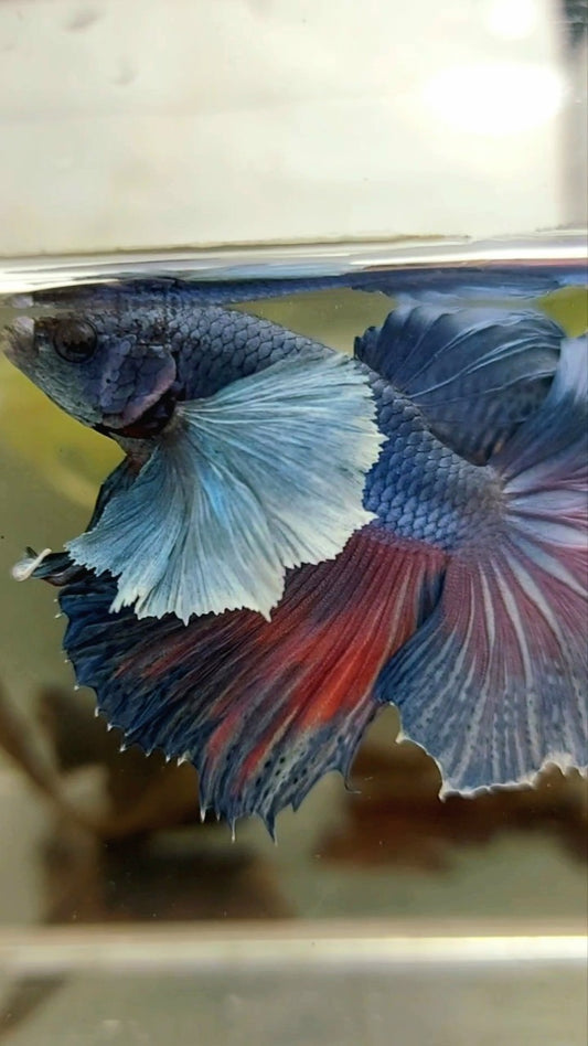 HALFMOON SUPER DUMBO EAR ROSETAIL BLUE PURPLE BETTA FISH