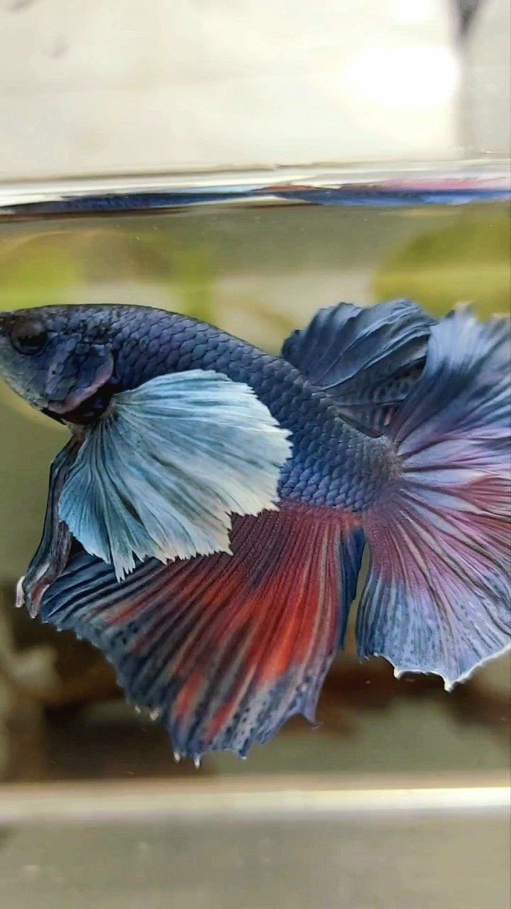 HALFMOON SUPER DUMBO EAR ROSETAIL BLUE PURPLE BETTA FISH