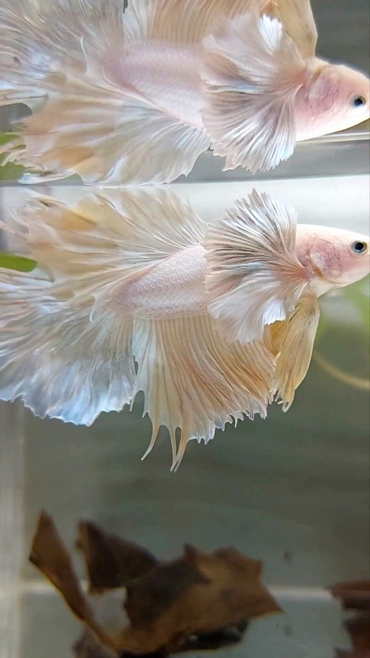 HALFMOON SUPER DUMBO EAR ROSETAIL YELLOW PINEAPPLE BETTA FISH