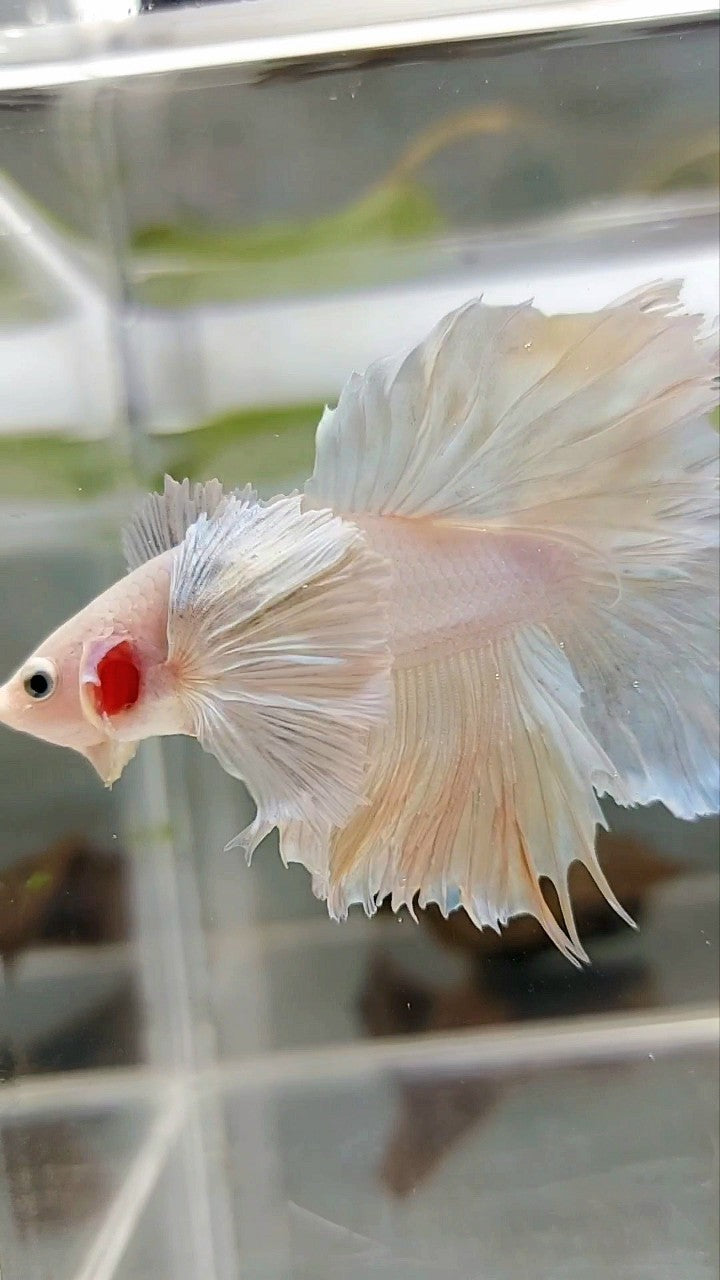 HALFMOON SUPER DUMBO EAR ROSETAIL YELLOW PINEAPPLE BETTA FISH