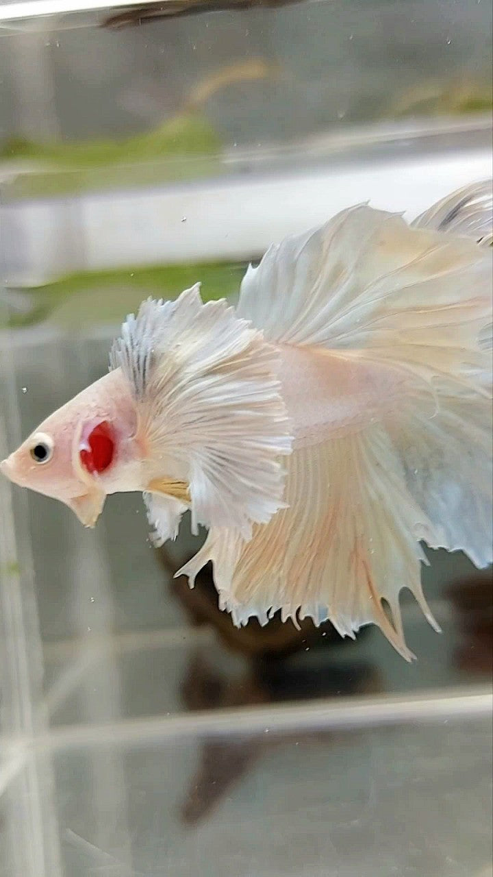 HALFMOON SUPER DUMBO EAR ROSETAIL YELLOW PINEAPPLE BETTA FISH