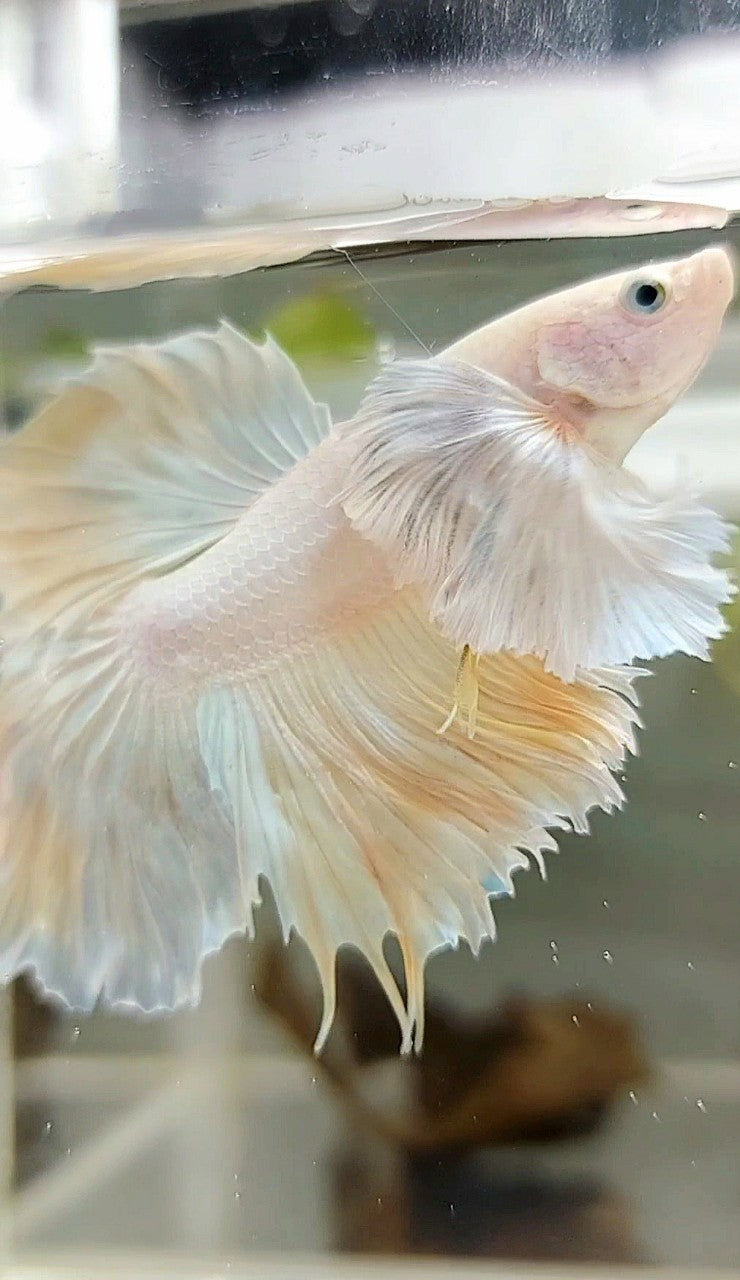 HALFMOON SUPER DUMBO EAR ROSETAIL GELBER ANANAS BETTA FISCH