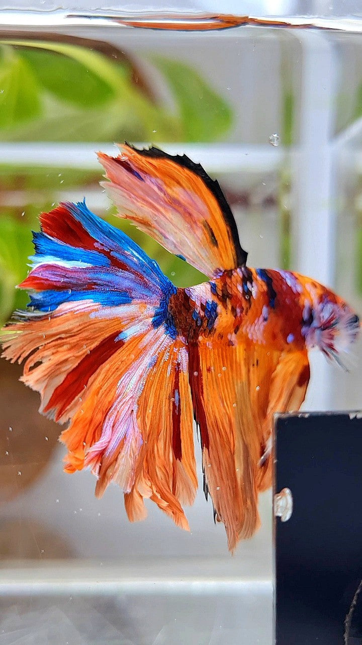 HALFMOON ORANGE GALAXY MULTICOLOR BETTA FISH