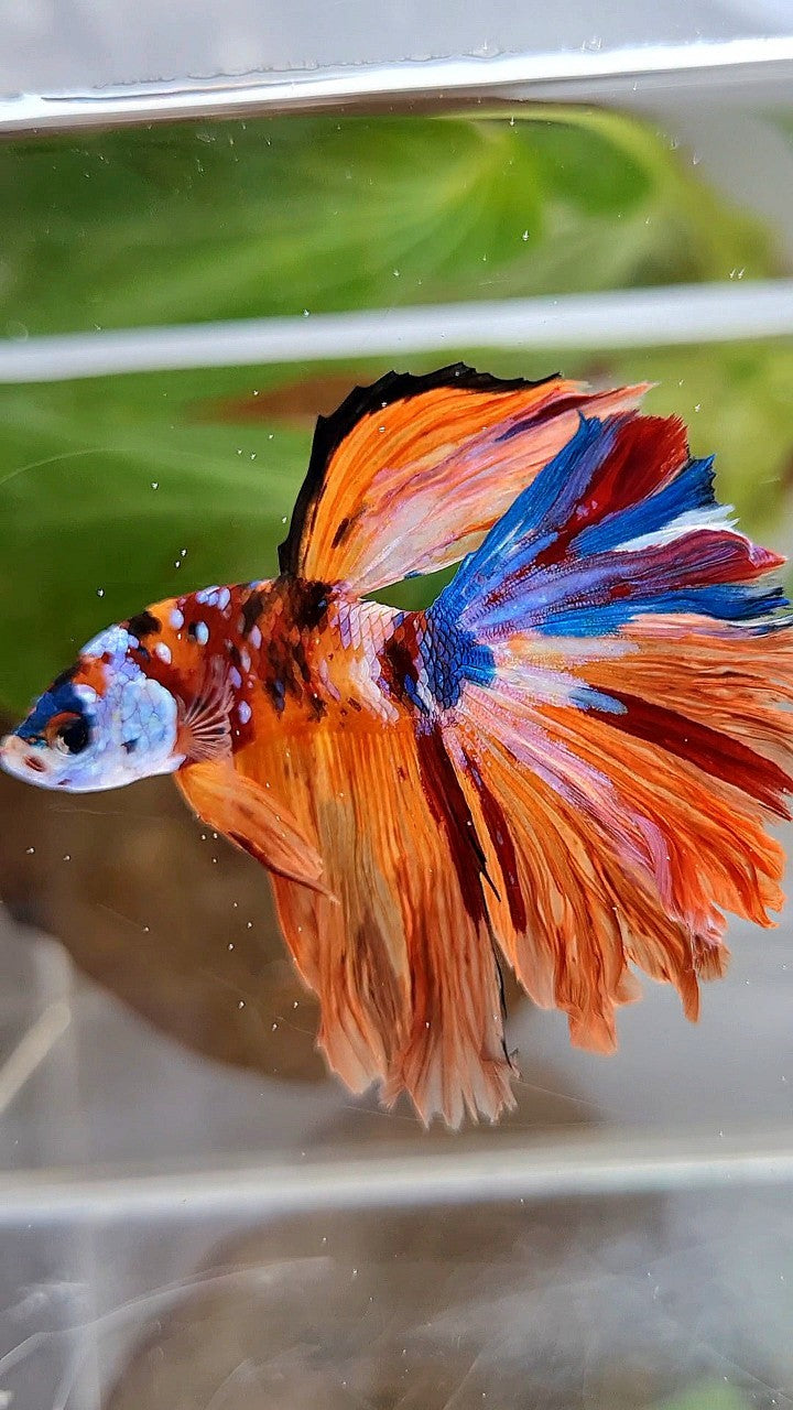 HALFMOON ORANGE GALAXY MULTICOLOR BETTA FISH