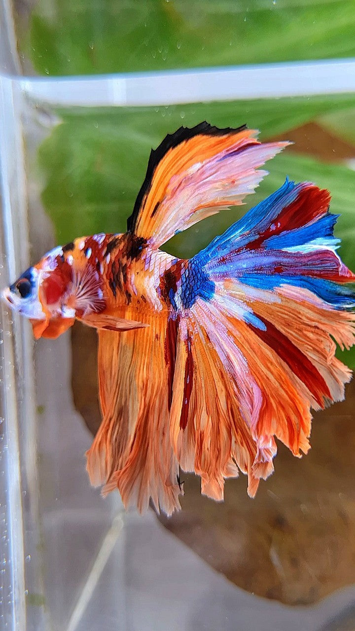 HALFMOON ORANGE GALAXY MULTICOLOR BETTA FISH