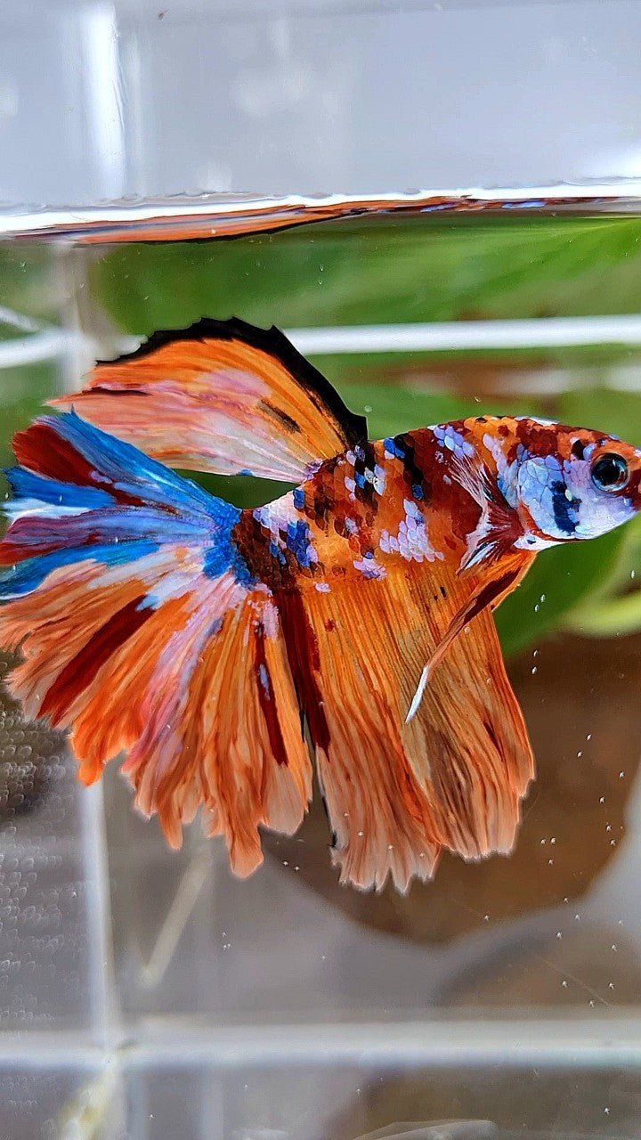 HALFMOON ORANGE GALAXY MULTICOLOR BETTA FISH