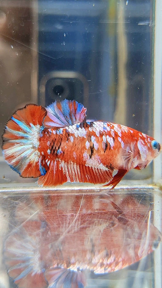 FEMALE PLAKAT BARONGSAI RED WHITE GALAXY MULTICOLOR BETTA FISH