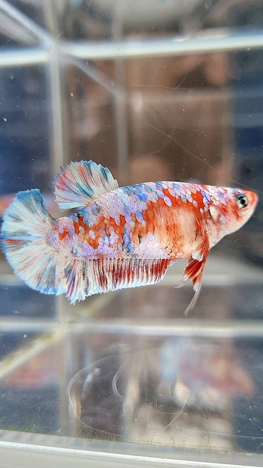 FEMALE PLAKAT BARONGSAI RED WHITE GALAXY MULTICOLOR BETTA FISH