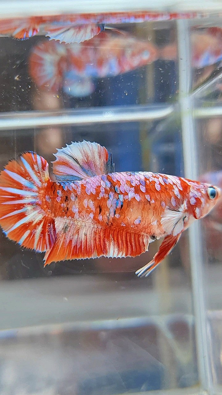 FEMALE PLAKAT BARONGSAI RED WHITE GALAXY MULTICOLOR BETTA FISH