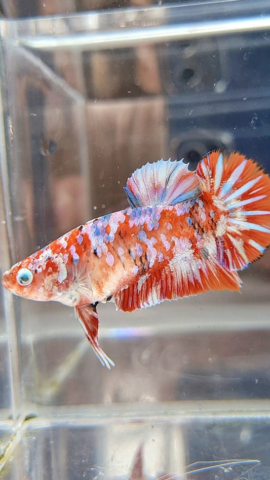 FEMALE PLAKAT BARONGSAI RED WHITE GALAXY MULTICOLOR BETTA FISH