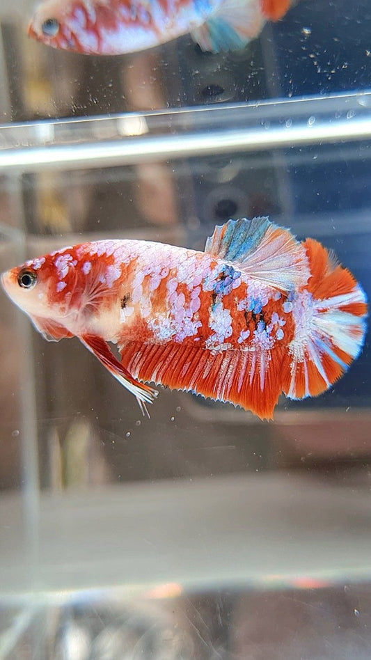 FEMALE PLAKAT BARONGSAI RED WHITE GALAXY MULTICOLOR BETTA FISH