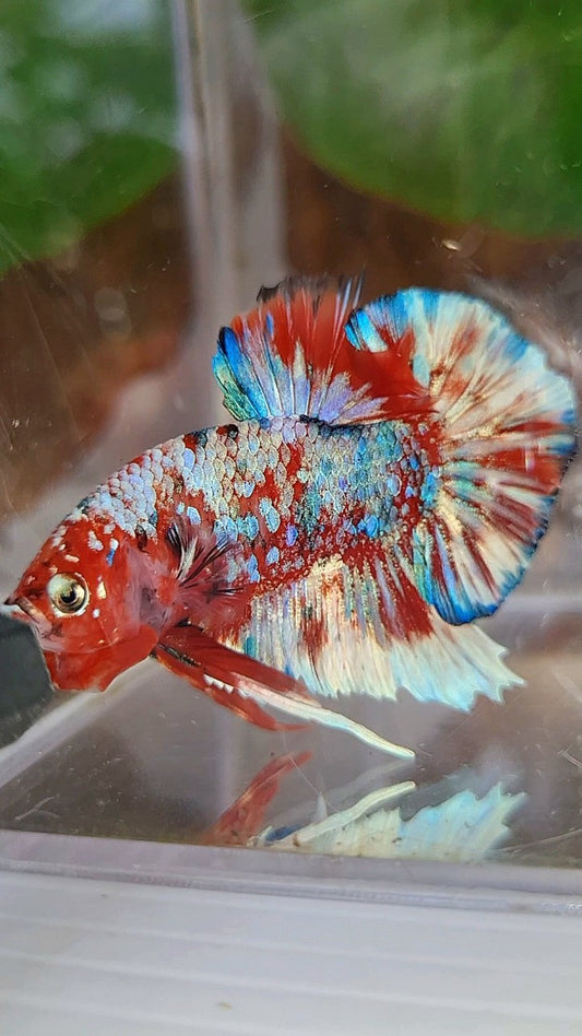 PLAKAT BARONGSAI RED WHITE SUPER GALAXY MULTICOLOR BETTA FISH