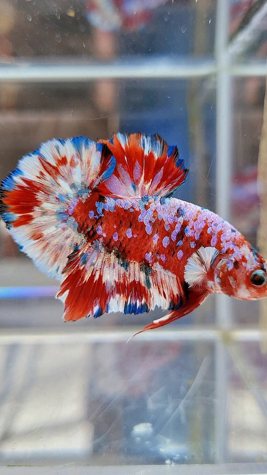 PLAKAT BARONGSAI RED WHITE SUPER GALAXY MULTICOLOR BETTA FISH
