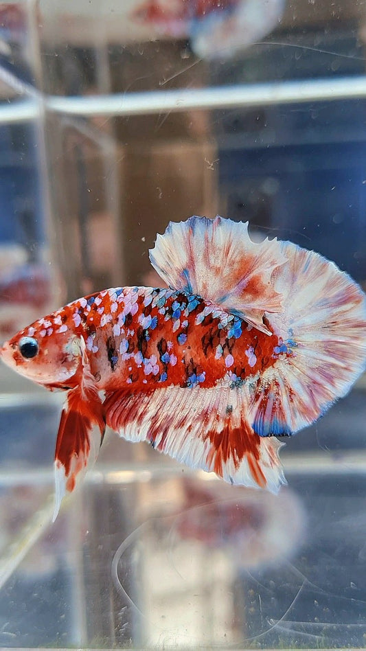PLAKAT BARONGSAI RED WHITE SUPER GALAXY MULTICOLOR BETTA FISH