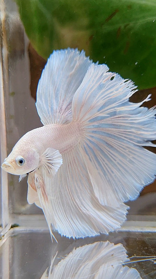 HALFMOON OVERTAIL WHITE PLATINUM BETTA FISH