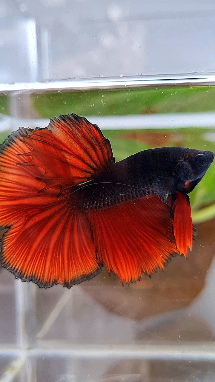 HALFMOON ROSETAIL BLACK RED VAMPIRE BICOLOR BETTA FISH – Rare Betta ...