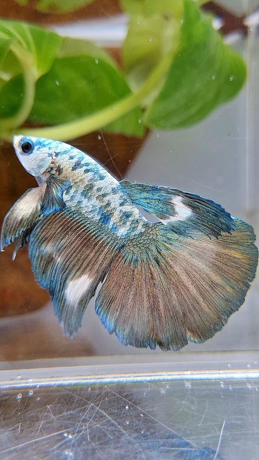 HALFMOON SUPER DOTS COPPER RIM MARBLE BETTA FISH