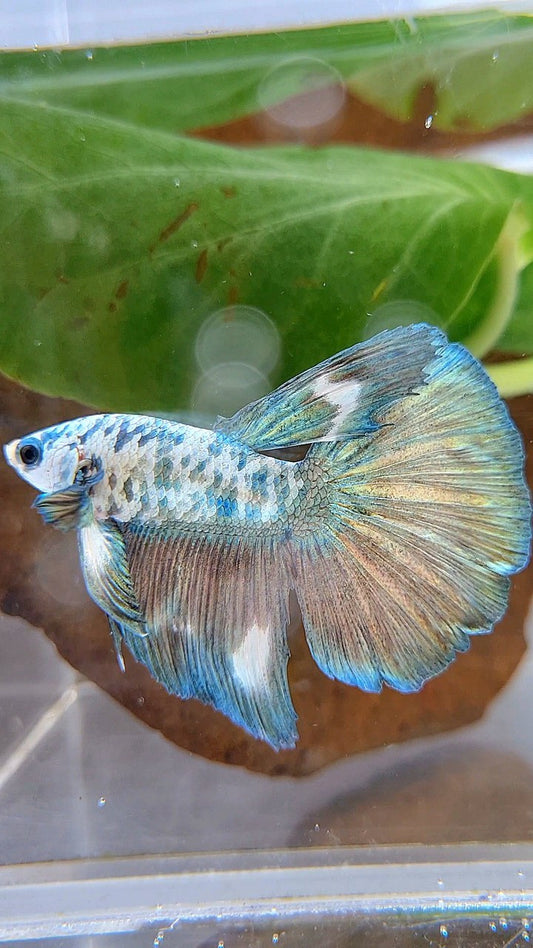 HALFMOON SUPER DOTS COPPER RIM MARBLE BETTA FISH