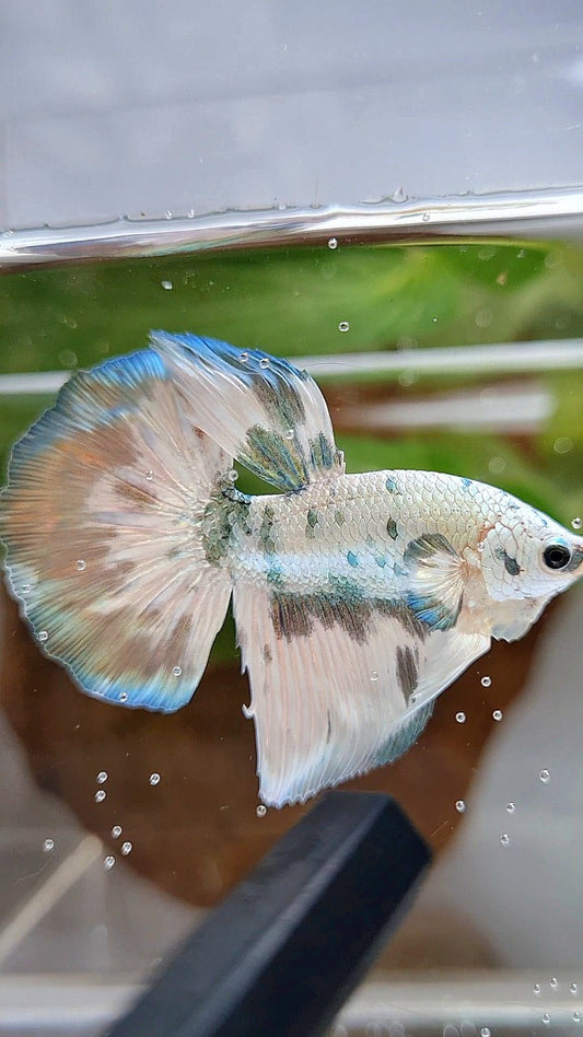 HALFMOON SUPER DOTS COPPER MARBLE BETTA FISH