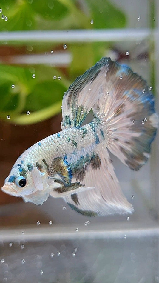 HALFMOON SUPER DOTS COPPER MARBLE BETTA FISH