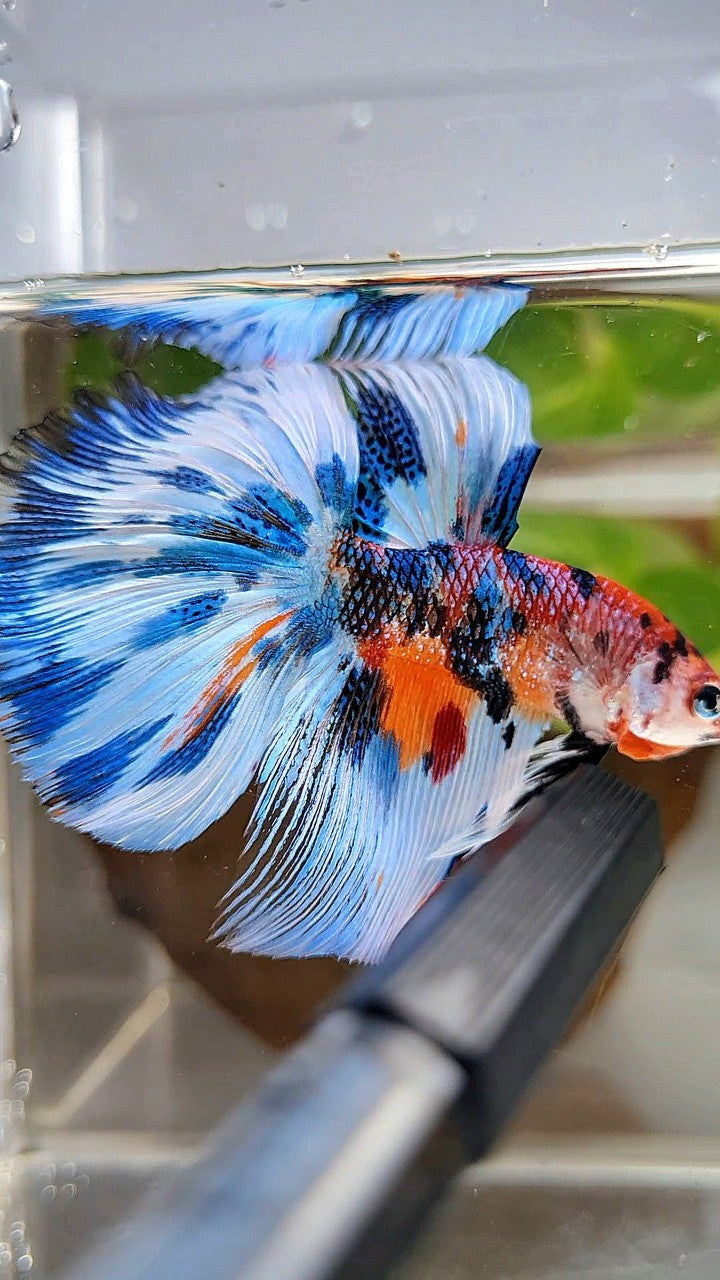 LUXURY HALFMOON BLUE SPLASH METTALIC MULTICOLOR PATTERN BETTA FISH
