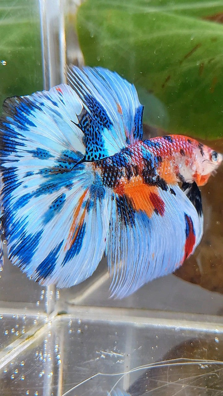 LUXURY HALFMOON BLUE SPLASH METTALIC MULTICOLOR PATTERN BETTA FISH